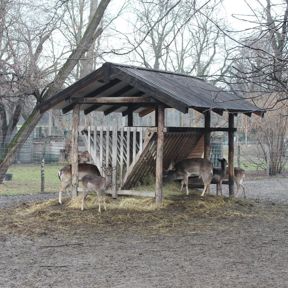 Mini Zoo