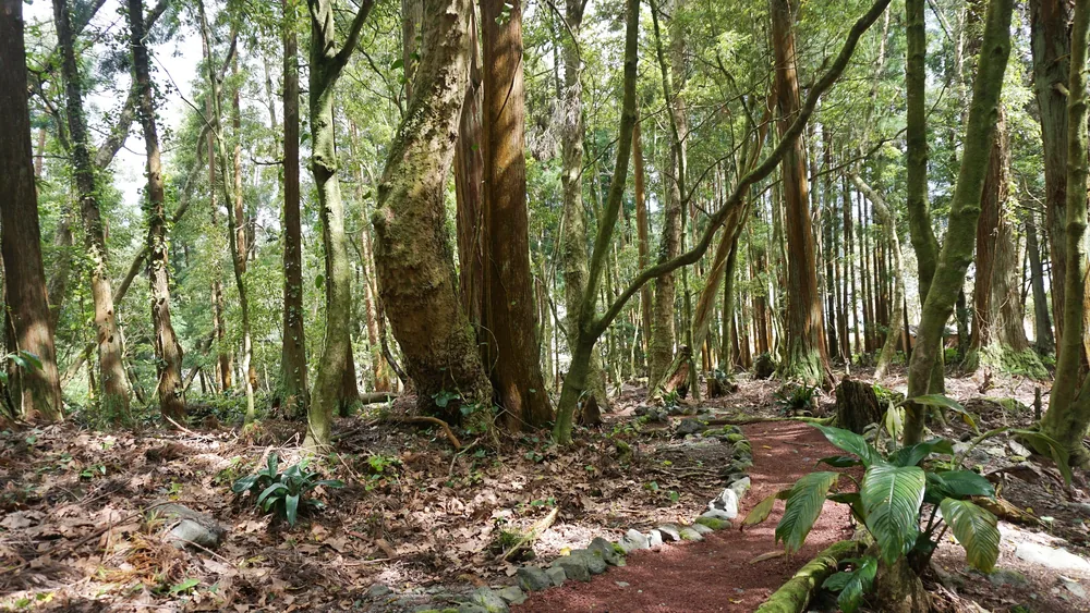 Parque Grená Azores Açores São Miguel Furnas Povoação Viagem
