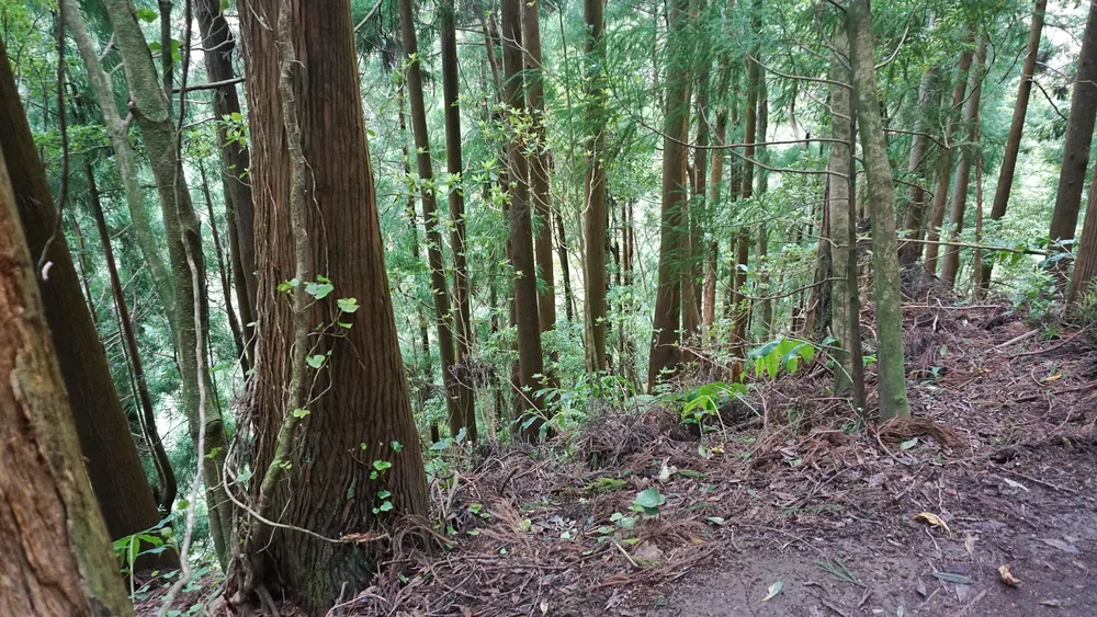 Parque Grená Azores Açores São Miguel Furnas Povoação Viagem