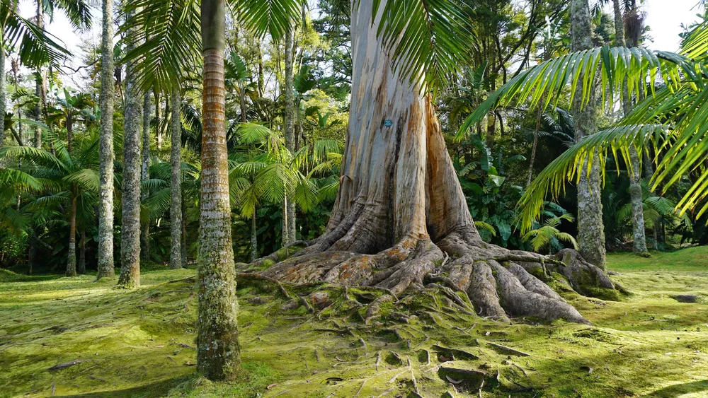 Parque Terra Nostra São Miguel Açores Portugal Viagem